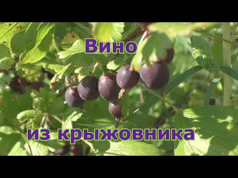 Видео: Вино из крыжовника