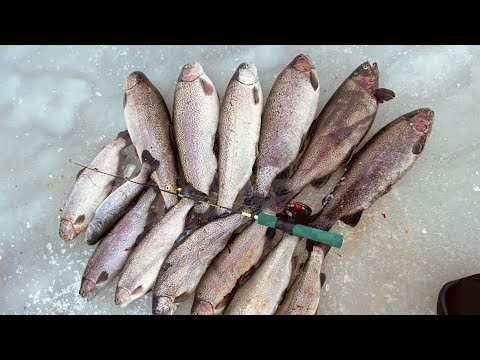 Видео: НАЛОВИЛ МЕШОК ФОРЕЛИ НА БЛЕСНУ Ловля форели зимой Рыбалка в Кутузово