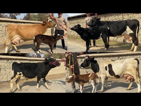 Видео: САРВАРБЕКДАН СУТДОР ТИГДОР РУЗГОРБОБ СИГИРЛАР НОВВОС СОТИЛАДИ SOTILADIGON SIGIRLAR 21 октября 2025 г