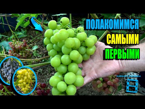 Видео: ОБЗОР УЛЬТРАРАННИХ И РАННИХ СОРТОВ ВИНОГРАДА НА НАШЕМ ВИНОГРАДНИКЕ. СЕВЕРНЫЙ ВИНОГРАДНИК 25-29
