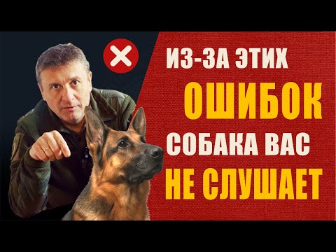 Видео: Секрет идеальной собаки: Начни с поводка!