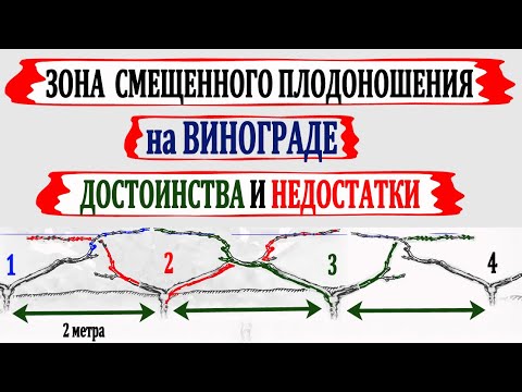 Видео: 🍇 Зона СМЕЩЕННОГО ПЛОДОНОШЕНИЯ винограда + ПЛОДОВОЕ ЗВЕНО. Идеальный вариант при ГУСТОЙ посадке.