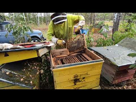 Видео: Как дела у роя что жил целый сезон без пчеловода.Что скормами, подготовка к зимовке.