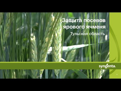 Видео: Защита посевов ячменя. Тульская область
