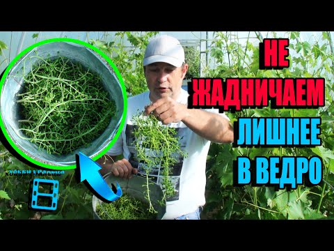 Видео: СКОЛЬКО ГРОЗДЕЙ ОСТАВЛЯТЬ НА ВИНОГРАДЕ (ЗОЛОТАЯ СЕРЕДИНА В НАГРУЗКЕ)? СЕВЕРНЫЙ ВИНОГРАДНИК 22-25