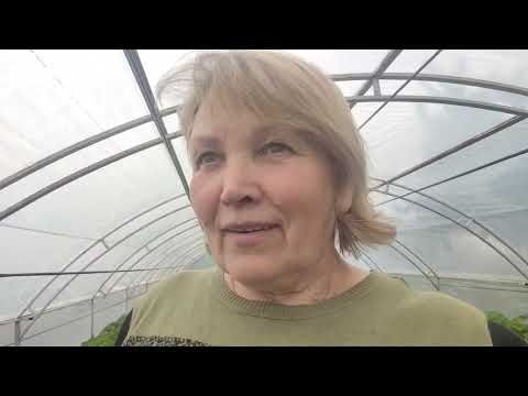 Видео: Сорт полуниці Олександра