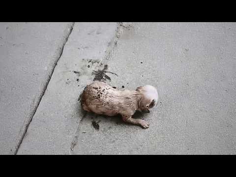 Видео: Новорожденного щенка бездомная мать оставила у дороги, его дыхание становилось всё слабее.