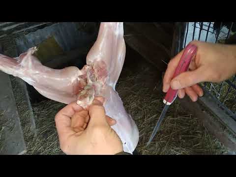 Видео: Снимаем шкуру с кролика - пошагово.