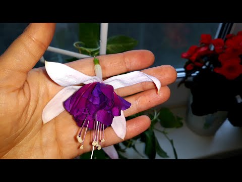 Видео: ФУКСИИ В КВАРТИРЕ/ОСОБЕННОСТИ УХОДА 🌺