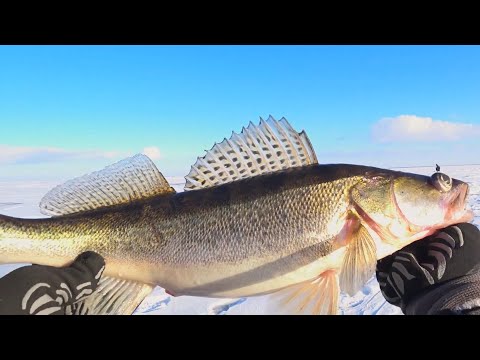 Видео: ТАКОЕ ВПЕРВЫЕ! 5 ЛУНОК И ВЕЗДЕ ОНИ!  Волгоградское Водохранилище. Тушенка в автоклаве Вейн 2