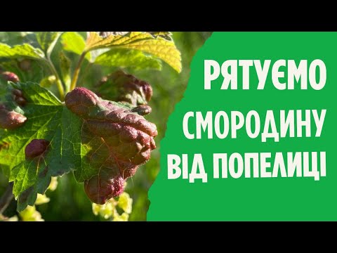 Видео: Як боротися з галовою попелицею на смородині?