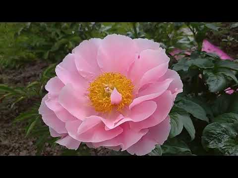 Видео: Пионы. Цветут пионы