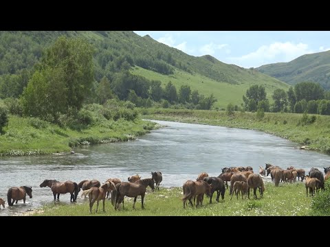 Видео: Табун лошадей на реке Белой