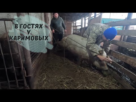 Видео: Свинка Зефирка отправилась на радугу