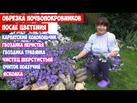 Видео: ПОЧВОПОКРОВНИКИ ОТЦВЕЛИ Что делать? ОБРЕЗКА почвопокровных растений после цветения. РЕЖЕМ не ЖАЛЕЕМ!