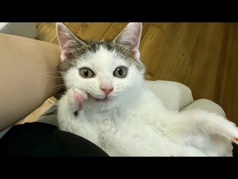 Видео: Кот и мозг в режиме «случайного» выбора 😹 Смешное видео с котом