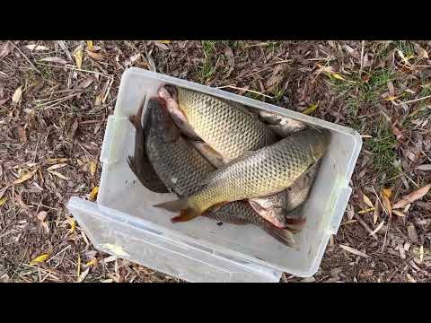 Видео: 5 листопада 2025 р.