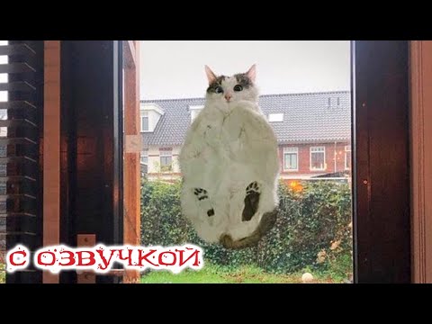 Видео: ПРИКОЛЫ С КОТАМИ! САМЫЕ смешные коты С ОЗВУЧКОЙ! Смешные животные!