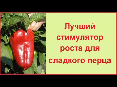 Видео: Если у вас есть проблемы с перчиком, надо опрыскать на ночь...