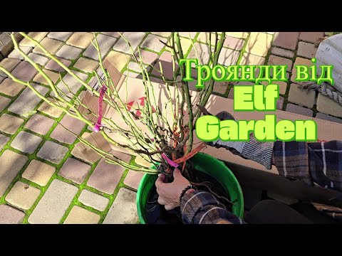 Видео: Отримала троянди від Elf Garden, одразу і посидила. Троянди ще квітують.