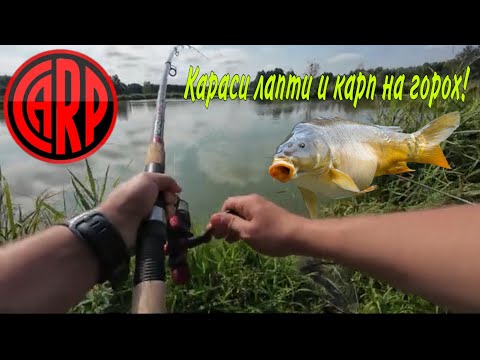 Видео: Рыбалка СУПЕР!!! КАРАСИ лапти и КАРП на горох!!!