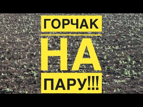 Видео: Горчак на пару!!!