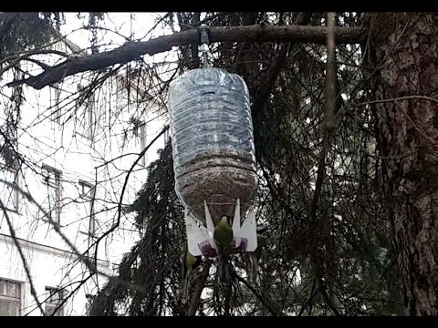 Видео: Кормушка только для синиц с защитой от воробьев