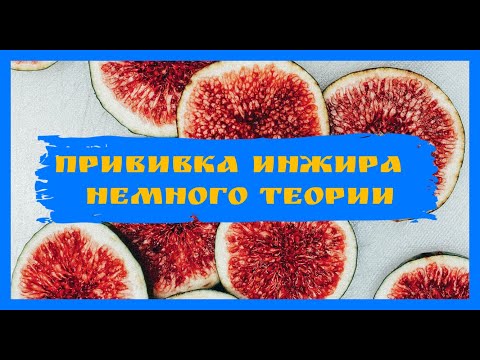 Видео: Прививка инжира - немного теории