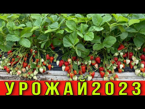 Видео: Запредельный урожай клубники 2023 -Вы такого ещё не видели ❗️❗️❗️