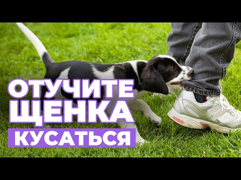 Видео: ЩЕНОК КУСАЕТСЯ❓ Причины укусов и Рекомендации, как ОТУЧИТЬ щенка КУСАТЬ руки и ноги😱