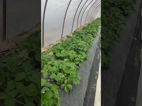 Видео: прикорневая гниль на клубнике, как победить?