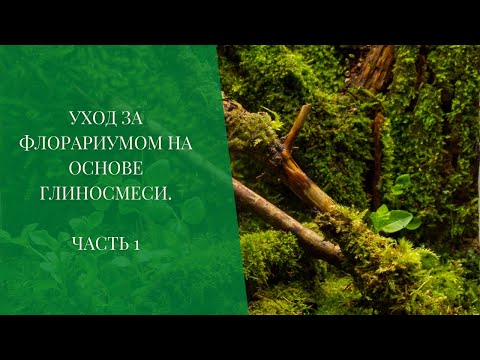 Видео: Уход за флорариумом на основе глиносмеси. Часть 1