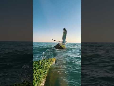 Видео: Хэерле кич💕