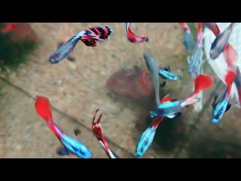 Видео: Кормим рыбку