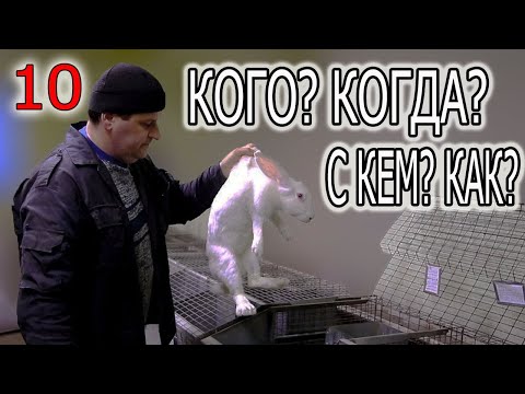 Видео: СЛУЧКА КРОЛИКОВ. ВСЕ ЧТО ВЫ ДОЛЖНЫ ЗНАТЬ: ВОЗРАСТ, ВЕС, ГРАФИК, ВРЕМЯ.