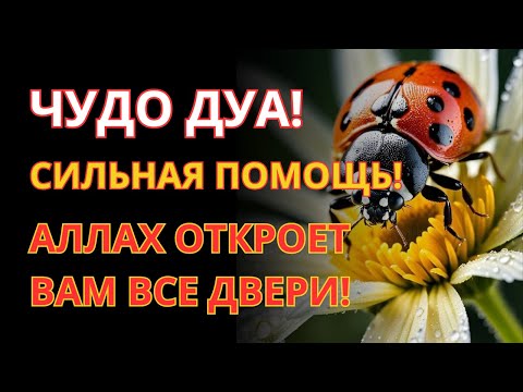 Видео: Отличнейшее Дуа от Сглаза Завистников, Чтобы Завистники вам Ничего не Смогли Сделать!