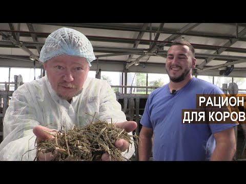 Видео: Чем кормят коров? Рацион для молочного КРС. Кормовая база хозяйства. Ферма Боровецкий станъ.