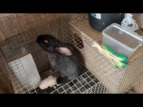 Видео: Массовый забой кроликов при возникновении болезней, неудачная случка кроликов. Дачная Жизнь ТВ.