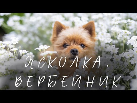 Видео: Ясколка I вербейник