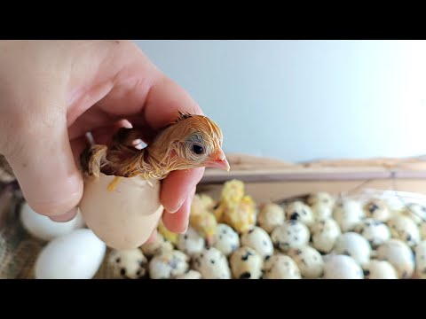 Видео: Вылупление в самодельном инкубаторе #цыплята #перепелята