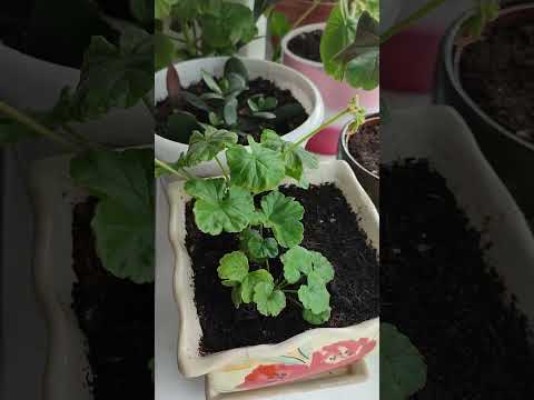 Видео: 8 сентября 2025 г.