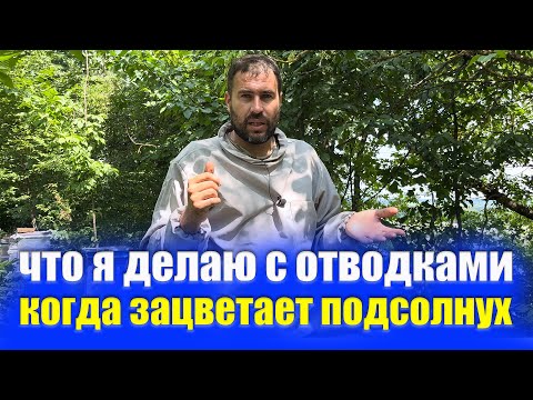 Видео: Отводки пчел на пасеке расширяем вощиной готовим на подсолнух