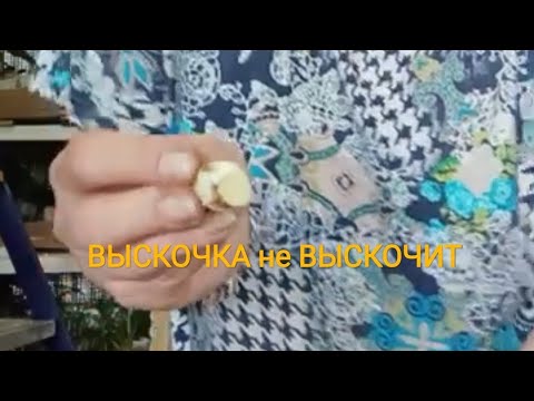 Видео: Посадка Зефирантеса.