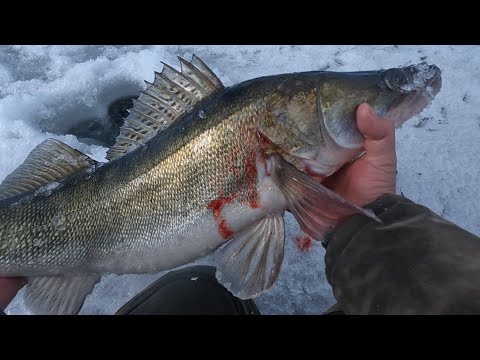 Видео: Рыбалка на Каме. Трофейный Судак под конец сезона