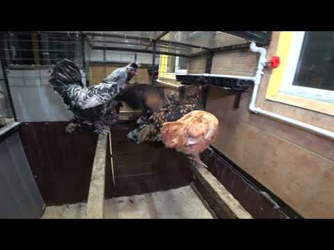 Видео: Павловские куры. Зимнее содержание. Наш опыт.