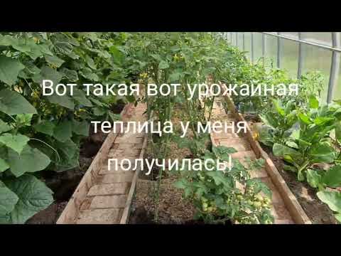 Видео: Я выращиваю всё в одной теплице и это не миф, а реальность! Смотрите сами урожайность такой посадки.