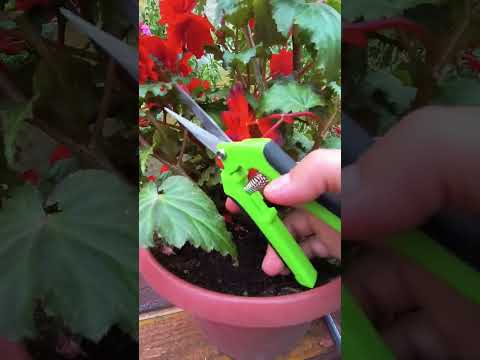 Видео: Як зберегти бегонію взимку