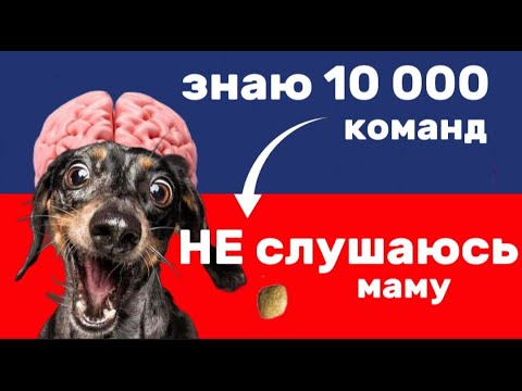 Видео: Какие команды должна знать каждая собака? Должна ли? В чем смысл, зачем учить команды?