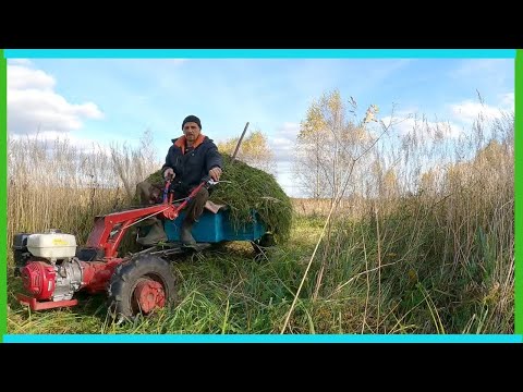 Видео: Лезу в подпол, заканчивается "зеленка" для коров и деревенские будни!