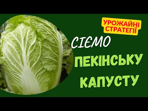 Видео: Пекінська капуста: коли посіяти та як виростити